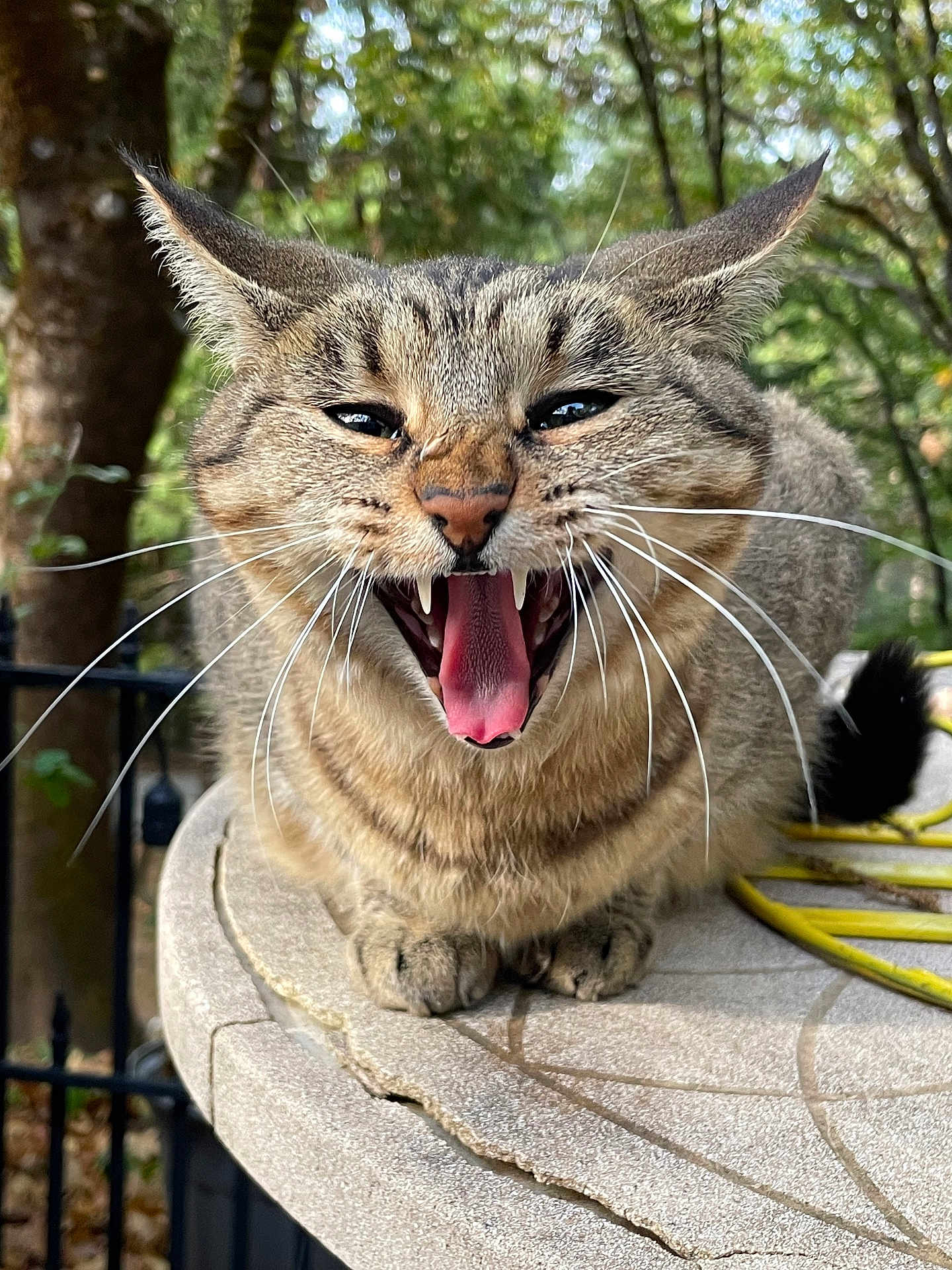 Erza joined the competition — help win amazing prizes! cat, tabby, outdoor, animal, feline, mouth_open, teeth, whiskers, ears_back, stone_table, nature, leafy_background, close_up, pet, fur, sharp_teeth, sitting, animal_face, wild_expression, daylight