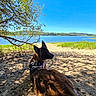 Aska a rejoint le concours — aidez-le/la à gagner de superbes lots ! dog, belgian_malinois, harness, outdoors, lake, shoreline, beach, water, landscape, blue_sky, tree, branches, nature, sunlight, summer, rocks, grass, hills, scenic, portrait