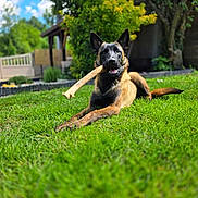 Aska a rejoint le concours — aidez-le/la à gagner de superbes lots ! dog, shepherd, belgian_malinois, pet, canine, bone, chew_toy, lying_down, grass, lawn, garden, outdoor, backyard, trees, foliage, blue_sky, sunlight, portrait, happy, animal_photography