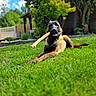 dog, shepherd, belgian_malinois, pet, canine, bone, chew_toy, lying_down, grass, lawn, garden, outdoor, backyard, trees, foliage, blue_sky, sunlight, portrait, happy, animal_photography