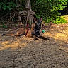 Aska participe au concours pour gagner de l'argent avec cette photo : dog, puppy, belgian_malinois, outdoors, forest, woodland, sandy_ground, lying_down, harness, leash, green_ball, pointy_ears, brown_fur, black_mask, animal, pet, nature, trees, sunlight, portrait