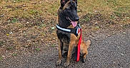 Aska participe au concours pour gagner de l'argent avec cette photo : dog, shepherd_dog, belgian_malinois, pet, canine, sitting, outdoors, park, garden, grass, trees, leash, collar, red_leash, tongue_out, alert, upright_ears, path, landscape, daylight