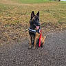 dog, shepherd_dog, belgian_malinois, pet, canine, sitting, outdoors, park, garden, grass, trees, leash, collar, red_leash, tongue_out, alert, upright_ears, path, landscape, daylight
