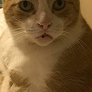 Castiel Adams is registered to the contest to win money with this photo: cat, close_up, orange_and_white, indoor, pet, feline, whiskers, curious, face, fur, animal, portrait, domestic_cat, eyes, nose, ears, soft_lighting, background_blur, cute, closeup