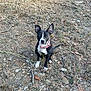 dog, black_and_white, collar, outdoor, earth, rocks, dry_grass, stick, pet, animal, sitting, ears_up, looking_at_camera, ground, nature, daylight, cute, canine, alert, leash