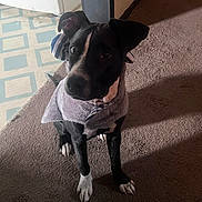 Tatum is registered to the contest to win money with this photo: dog, black_and_white, scarf, carpet, floor, indoor, pet, animal, ears, eyes, doorway, linoleum, shadow, sitting, curious, cozy, striped, attention, canine, companion