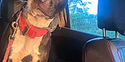 Tatum joined the competition — help win amazing prizes! dog, car, red_collar, leash, sunlight, window, seat, blanket, interior, pet, animal, black_and_white, ears, alert, daylight, nature, trees, leather_seat, closeup, portrait