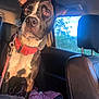 dog, car, red_collar, leash, sunlight, window, seat, blanket, interior, pet, animal, black_and_white, ears, alert, daylight, nature, trees, leather_seat, closeup, portrait