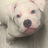 Dream is registered to the contest to win money with this photo: adorable, animal, canine, close_up, cute, dog, domestic_animal, ears, floor, fur, indoor, looking_up, nose, paws, pet, portrait, puppy, whiskers, white_dog, young_dog