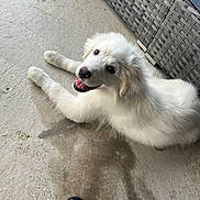 Gracie is registered to the contest to win money with this photo: puppy, dog, white_fur, smiling, pet, concrete_floor, outdoor_furniture, foot, sandals, red_nail_polish, happy, cute, laying_down, looking_up, paw, furry, domestic_animal, canine, young_dog, relaxed