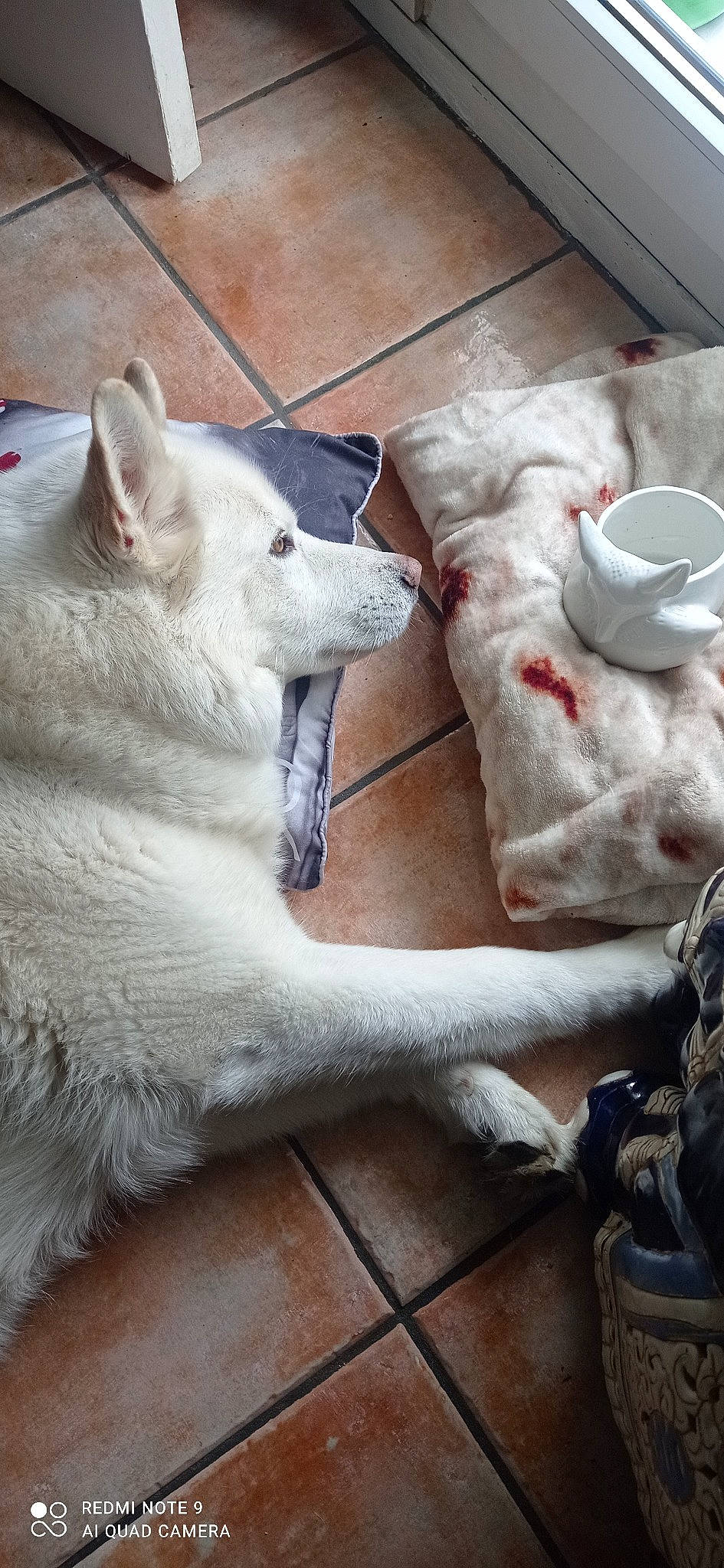 Lupo participe au concours pour gagner de l'argent avec cette photo : carnivore, comfort, companion_dog, cup, dishware, dog, dog_breed, drinkware, fur, grey, linens, mug, porcelain, serveware, snout, tableware, white, wolf, wood, working_animal