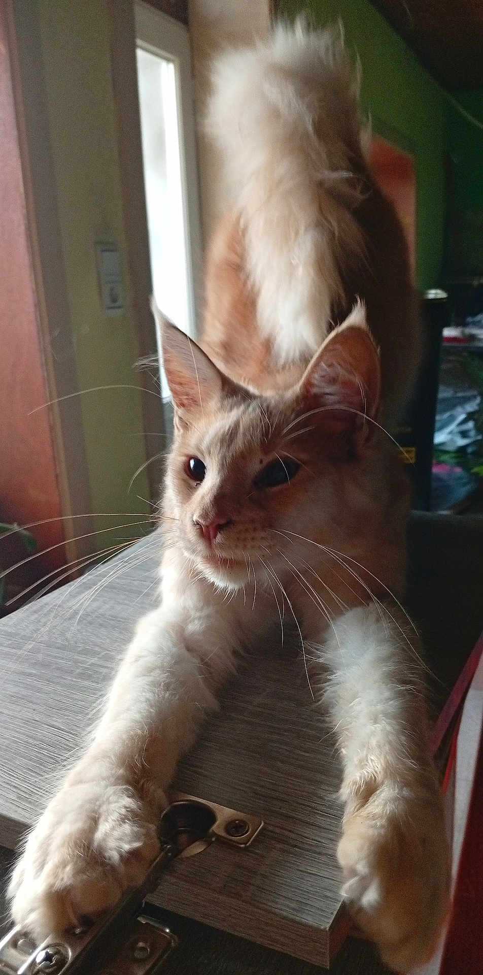 Aslan