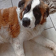 Bethoween a rejoint le concours — aidez-le/la à gagner de superbes lots ! dog, saint_bernard, pet, animal, fur, laying_down, brown, white, black, floor, tile_floor, indoors, towel, looking_away, close_up, cute, large_dog, mammal, domestic_animal, relaxed