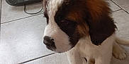 Bethoween a rejoint le concours — aidez-le/la à gagner de superbes lots ! puppy, dog, saint_bernard, fluffy, brown_and_white, indoor, tile_floor, radio, cardboard_boxes, sitting, pet, young_dog, cute, animal, domestic, floor, portrait, looking_down, ears, fur