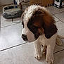 puppy, dog, saint_bernard, fluffy, brown_and_white, indoor, tile_floor, radio, cardboard_boxes, sitting, pet, young_dog, cute, animal, domestic, floor, portrait, looking_down, ears, fur