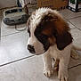puppy, dog, saint_bernard, indoor, floor, tile, radio, box, brown, white, fluffy, pet, young, cute, animal, fur, sitting, looking_down, nostalgic, home