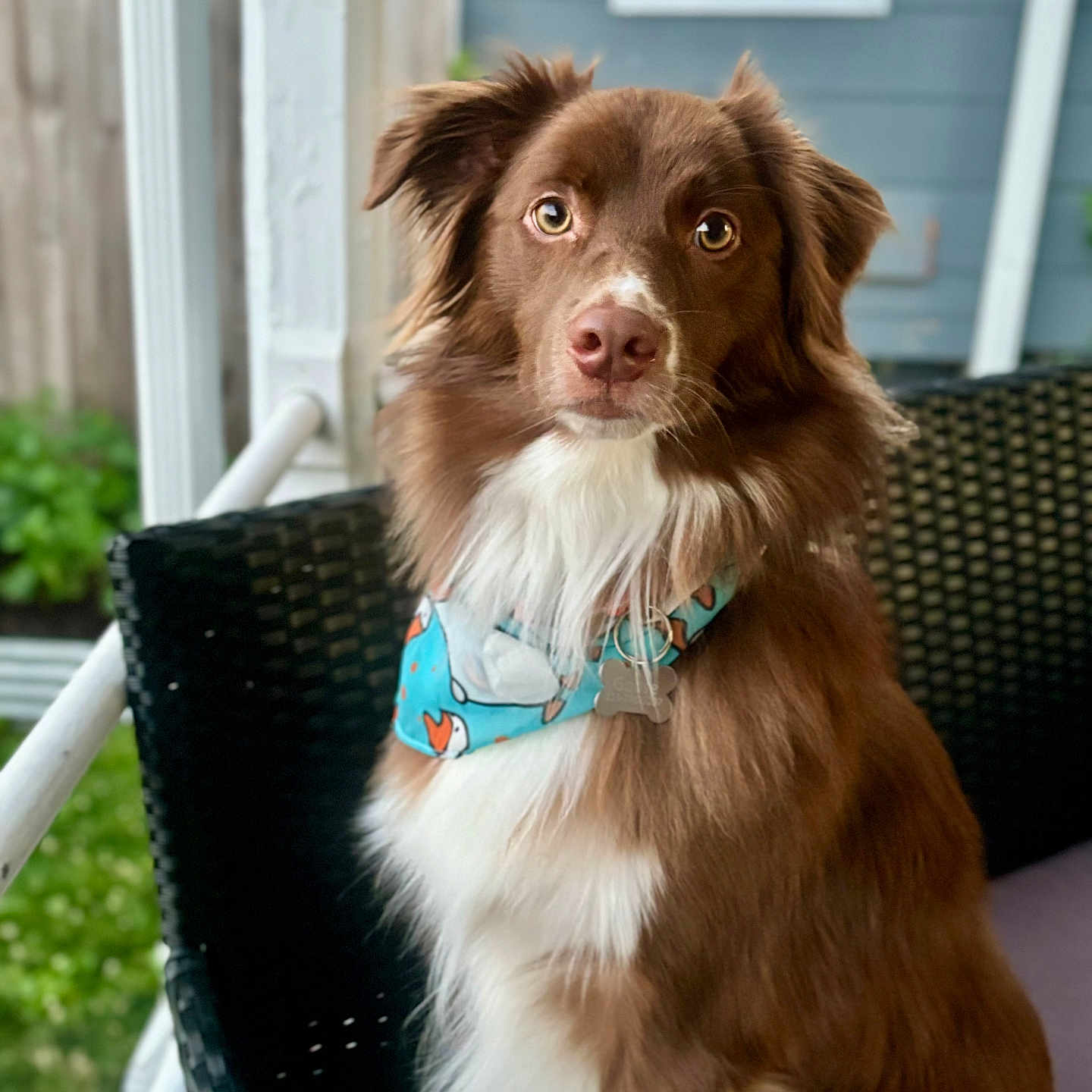 Goose joined the competition — help win amazing prizes! accessories, animal, architecture, building, canine, chair, cockerspaniel, collie, dog, furniture, handrail, hound, house, housing, papillon, pet, porch, puppy, strap, terrier