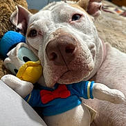 Chyna is registered to the contest to win money with this photo: blanket, blue_toy, close_up, cozy, cuddling, dog, donald_duck, ears, eyes, fur, indoors, nose, pet, plush_toy, red_bow, relaxed, sleepy, snout, stuffed_toy, white_dog
