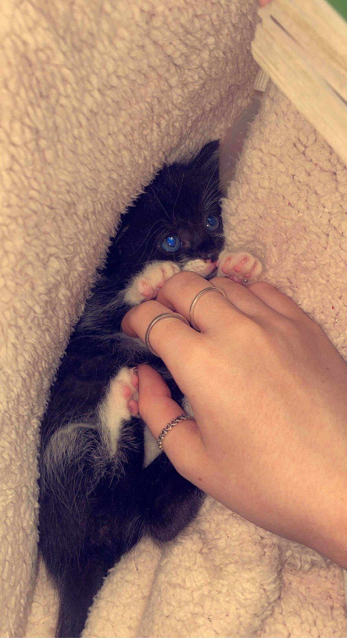 Hector is registered to the contest to win money with this photo: carnivore, cat, comfort, electric_blue, felidae, finger, foot, fur, gesture, human_body, human_leg, leg, nail, paw, small_to_medium_sized_cats, snout, tail, thumb, whiskers, wrist