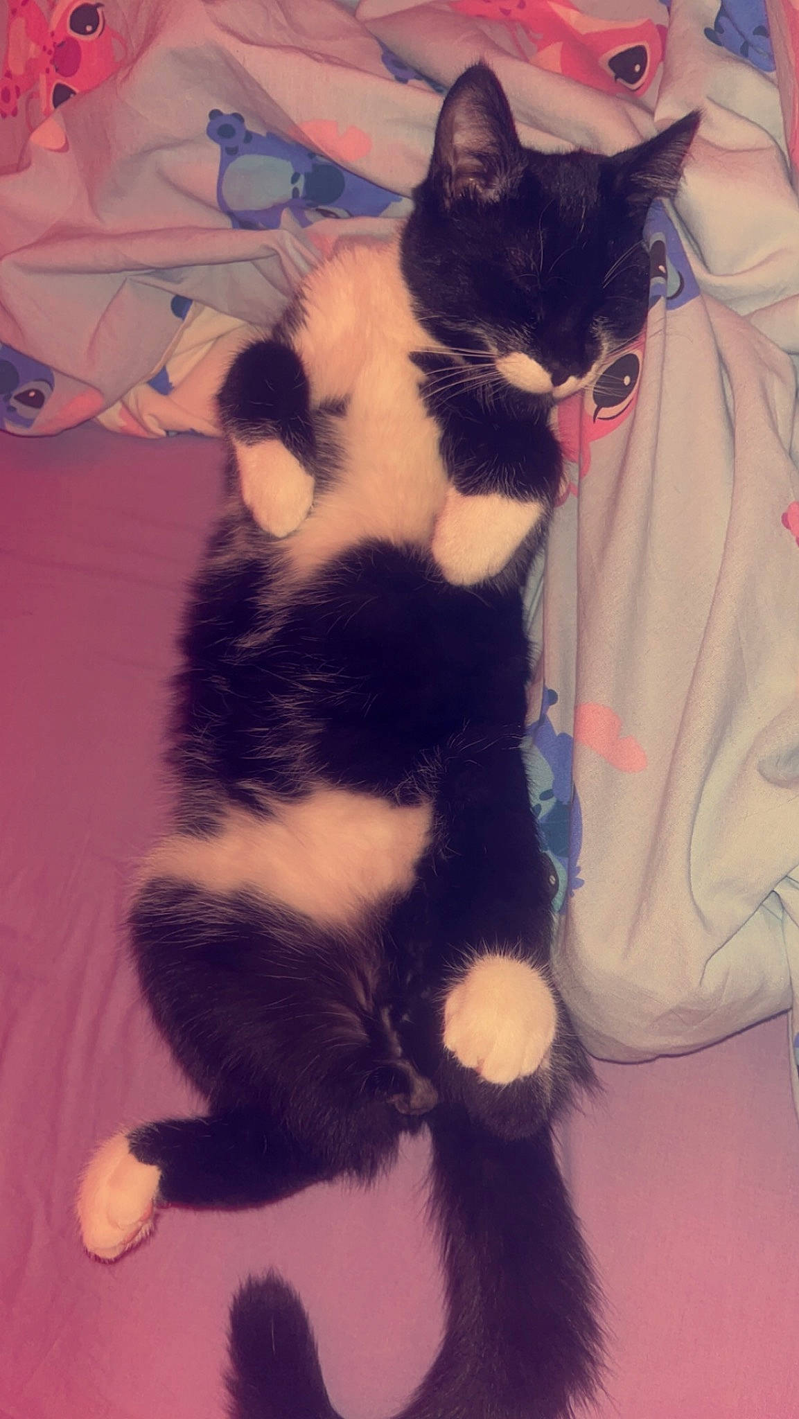 Hector joined the competition — help win amazing prizes! canidae, carnivore, cat, claw, comfort, dog_breed, domestic_short_haired_cat, felidae, flooring, foot, formal_wear, fur, lap, paw, sleeve, small_to_medium_sized_cats, snout, tail, whiskers