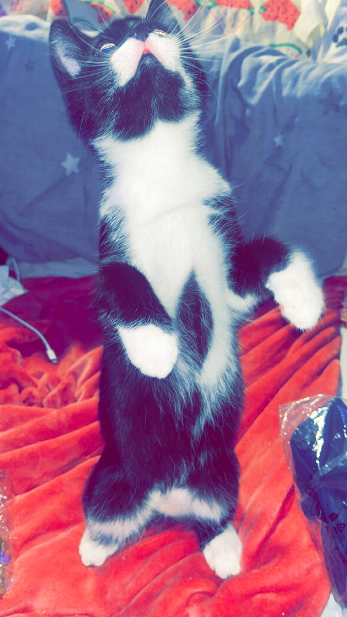 Hector joined the competition — help win amazing prizes! canidae, carnivore, cat, claw, cloud, comfort, domestic_short_haired_cat, electric_blue, felidae, foot, fur, human_leg, lap, paw, sky, small_to_medium_sized_cats, snapshot, snout, tail, whiskers