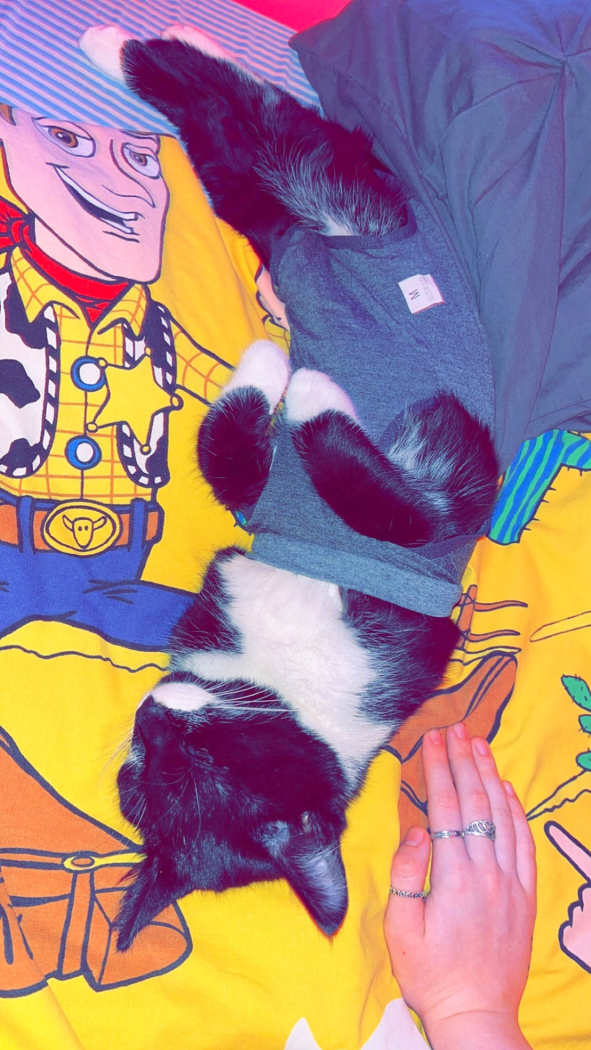 Hector joined the competition — help win amazing prizes! art, canidae, companion_dog, dog_breed, felidae, fictional_character, fur, hat, illustration, magenta, mammal, paint, painting, pattern, paw, tail, textile, visual_arts, whiskers