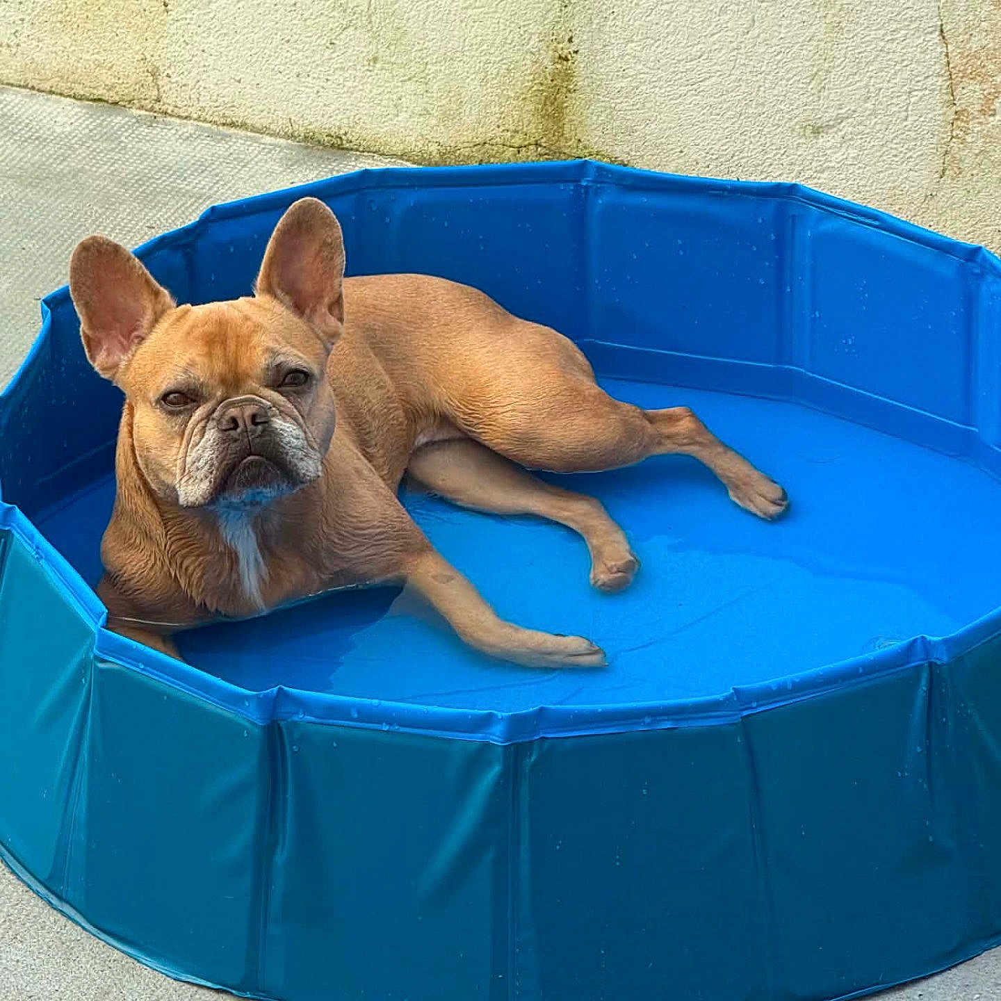 Pita participe au concours pour gagner de l'argent avec cette photo : dog, french_bulldog, blue_pool, water, pet, outdoor, animal, canine, relaxed, summer, concrete, wall, resting, ears, muzzle, short_hair, paw, expression, portrait, daylight