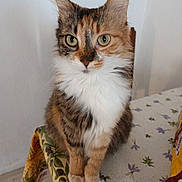 Toscane a rejoint le concours — aidez-le/la à gagner de superbes lots ! cat, calico, fluffy, table, tablecloth, indoor, pet, animal, curious, sitting, whiskers, ears, fur, green_eyes, closeup, domestic_cat, feline, cute, companion, looking