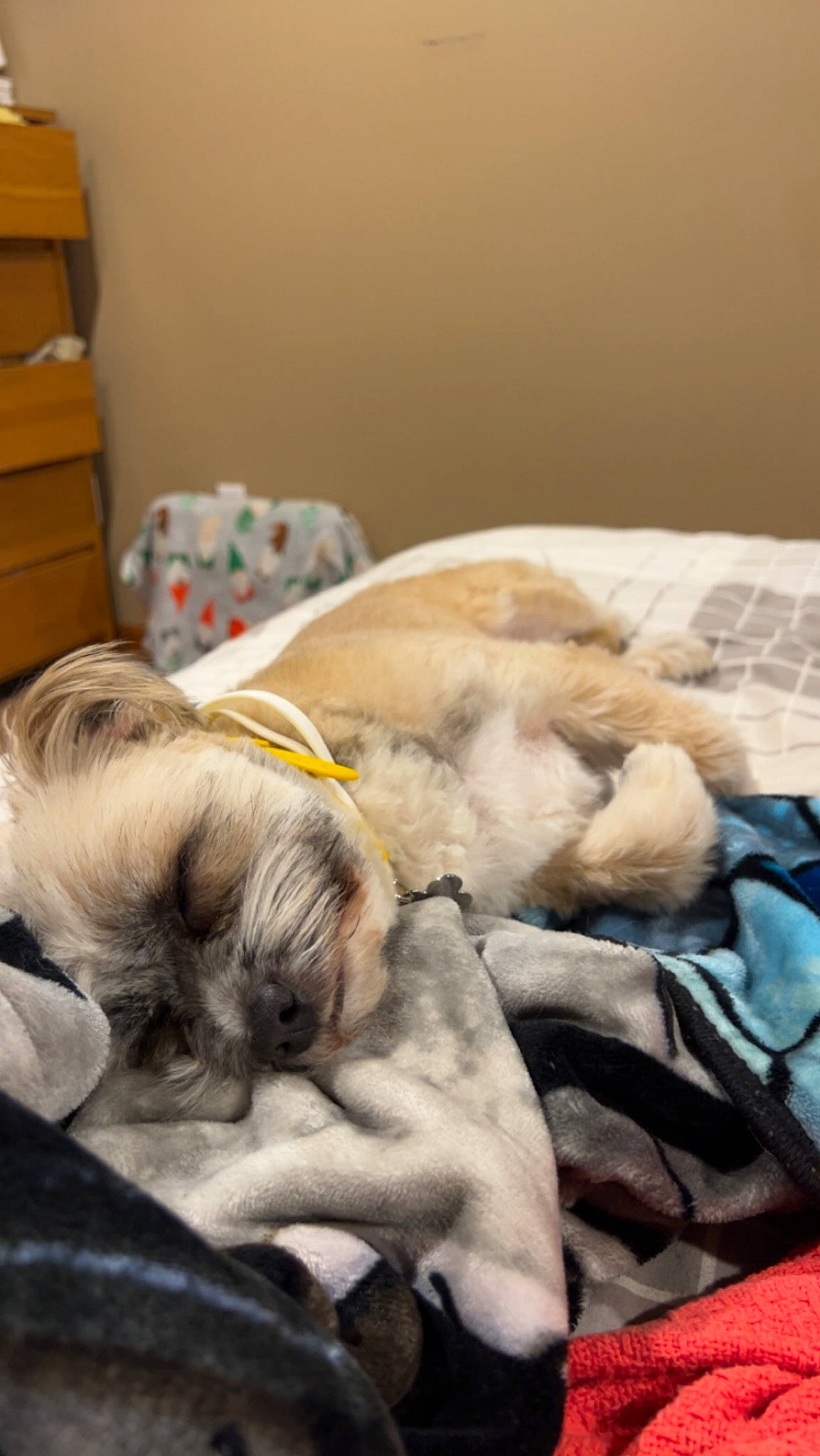 Rocko is registered to the contest to win money with this photo: bedding, cabinetry, canidae, carnivore, comfort, companion_dog, dog, dog_breed, fawn, felidae, fur, linens, nap, pug, shipping_box, sleep, snout, sporting_group, toy_dog, wrinkle