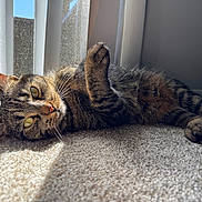 Molly is registered to the contest to win money with this photo: cat, tabby, pet, indoor, sunlight, carpet, window, blinds, whiskers, paw, fur, relaxed, lying_down, close_up, portrait, cozy, shadow, home, nose, cute