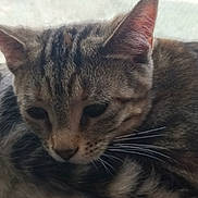 Fred joined the competition — help win amazing prizes! cat, tabby, close_up, sleepy, whiskers, fur, ears, window, screen, pet, animal, resting, cozy, indoor, cute, curled_up, soft_light, mammal, domestic_cat, relaxed