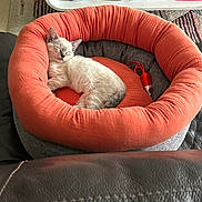 Bulma a rejoint le concours — aidez-le/la à gagner de superbes lots ! kitten, cat, sleeping, pet_bed, orange, gray, cozy, indoor, carpet, furniture, toy, relaxing, household, nap, small, cute, fur, animal, resting, comfort