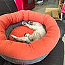 kitten, pet_bed, sleeping, orange, gray, black_leather, couch, indoor, cardboard_box, floor, household_items, red_appliance, furniture, cozy, resting, animal, paw, fur, relaxing, domestic