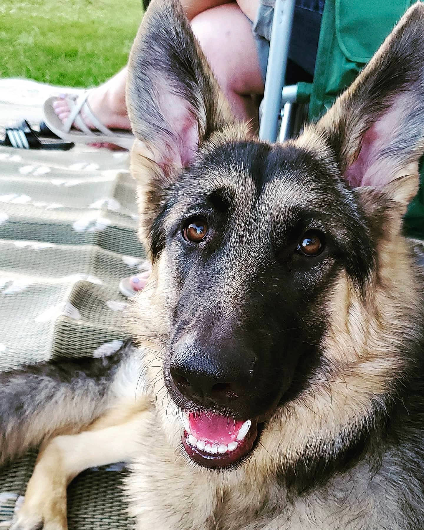 Karma is registered to the contest to win money with this photo: belgian_shepherd_malinois, canidae, carnivore, dog, dog_breed, ear, east_european_shepherd, eye, fawn, german_shepherd_dog, king_shepherd, kunming_wolfdog, mammal, norwegian_elkhound, old_german_shepherd_dog, rare_breed_dog, shiloh_shepherd_dog, snout, vertebrate