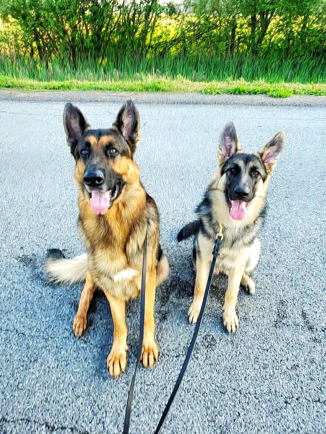 Karma joined the competition — help win amazing prizes! canidae, carnivore, companion_dog, dog, dog_breed, east_european_shepherd, fawn, german_shepherd_dog, king_shepherd, kunming_wolfdog, mammal, old_german_shepherd_dog, plant, police_dog, puppy, rare_breed_dog, shiloh_shepherd_dog, snout, vertebrate, working_dog