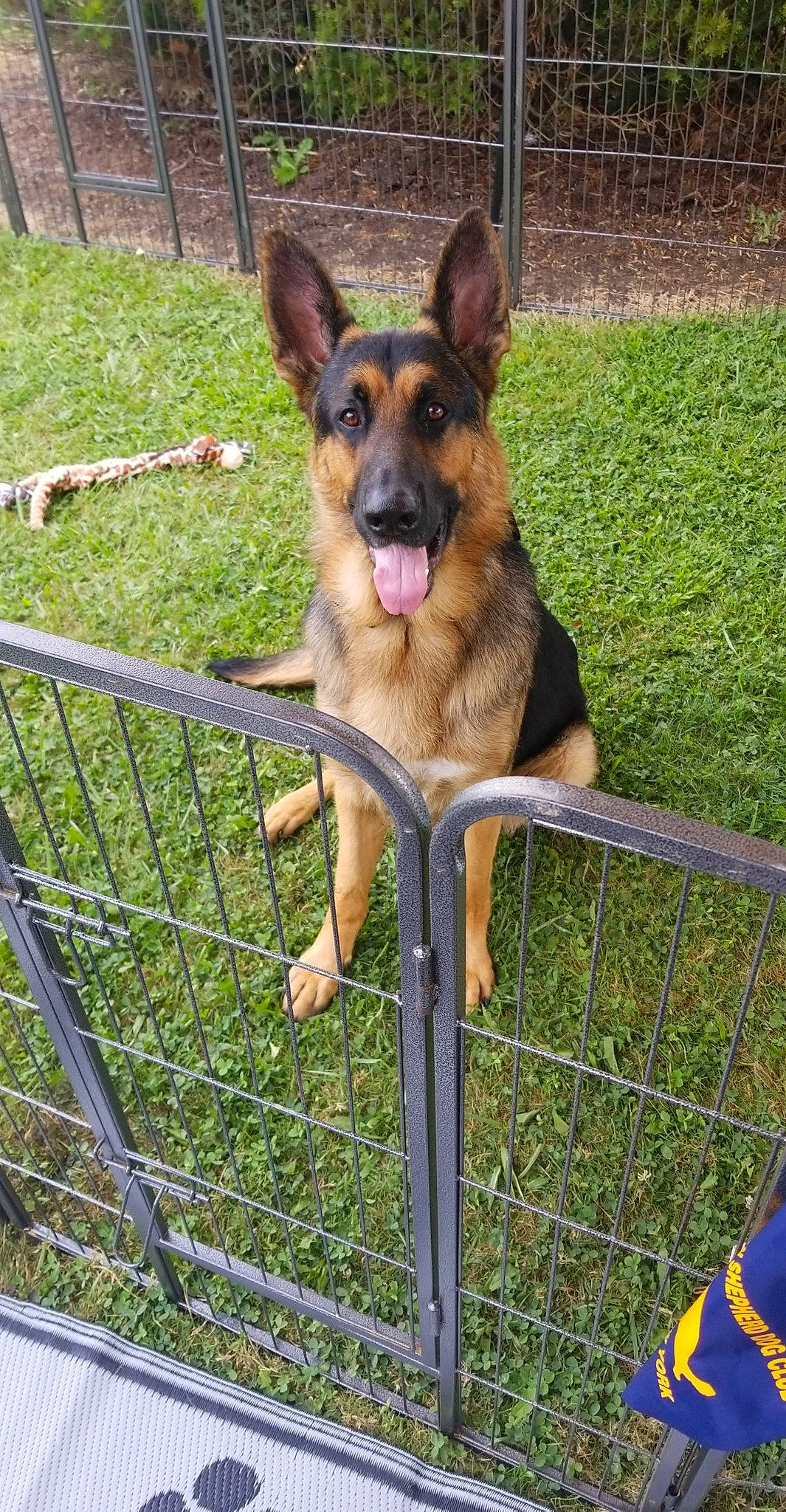 Zeus joined the competition — help win amazing prizes! belgian_shepherd, belgian_shepherd_malinois, canidae, carnivore, dog, dog_breed, east_european_shepherd, fawn, german_shepherd_dog, king_shepherd, kunming_wolfdog, mammal, old_german_shepherd_dog, police_dog, rare_breed_dog, shiloh_shepherd_dog, snout, tervuren, vertebrate, working_dog