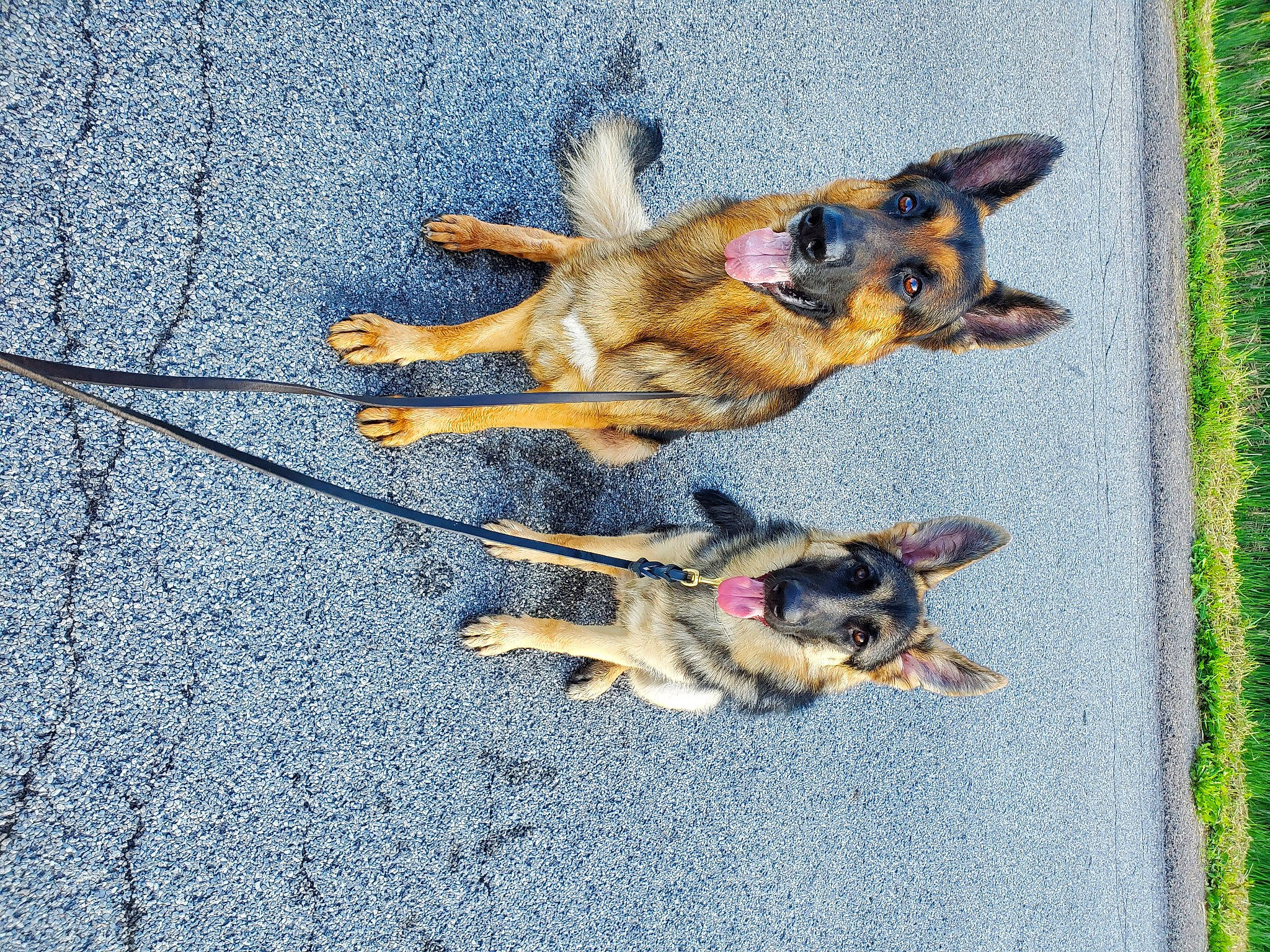 Zeus is registered to the contest to win money with this photo: canidae, carnivore, dog, dog_breed, east_european_shepherd, fawn, german_shepherd_dog, king_shepherd, working_dog