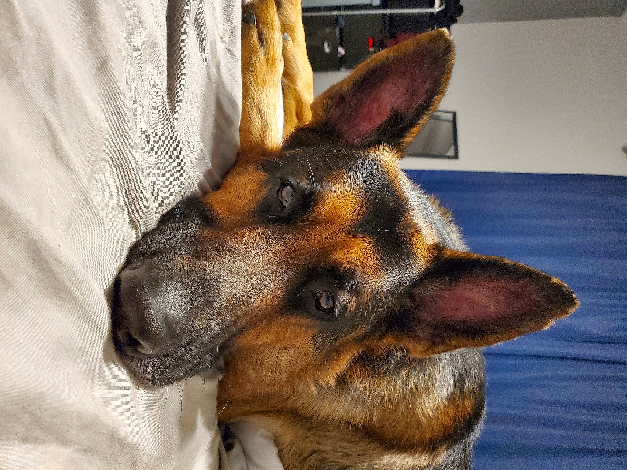 Zeus is registered to the contest to win money with this photo: belgian_shepherd_malinois, canidae, carnivore, dog, dog_breed, ear, east_european_shepherd, fawn, german_shepherd_dog, king_shepherd, kunming_wolfdog, mammal, nose, old_german_shepherd_dog, organ, police_dog, snout, vertebrate, whiskers, working_dog