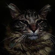 Benji is registered to the contest to win money with this photo: animal, cat, close_up, dark_background, domestic, ears, eyes, face, feline, fluffy, fur, indoor, majestic, mustache, muzzle, nose, pet, portrait, tabby, whiskers