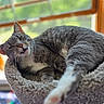 Grayclynn joined the competition — help win amazing prizes! cat, gray_cat, white_cat, cat_tree, cat_bed, indoor, window, greenery, relaxed, stretching, paw, feline, pet, cozy, fur, whiskers, close_up, daylight, tongue_out, funny_face