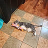 Grayclynn is registered to the contest to win money with this photo: animal, bare_feet, cat, clawing, cute, domestic, feline, floor_tiles, gray_cat, home, indoor, lying_down, pet, pink_toy, playful, tile_floor, toy, white_cat, wide_eyes, wood_floor