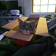 Grayclynn joined the competition — help win amazing prizes! cat, gray_cat, cardboard_box, indoor, window, blanket, cozy, pet, feline, curious, domestic_animal, resting, home, soft_light, electronics, monitor, desk, cords, relaxed, animal