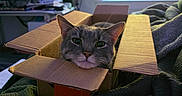 Grayclynn joined the competition — help win amazing prizes! animal, blanket, cardboard_box, cat, cords, cozy, curious, desk, domestic_animal, electronics, feline, gray_cat, home, indoor, monitor, pet, relaxed, resting, soft_light, window