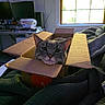 cat, gray_cat, cardboard_box, indoor, window, blanket, cozy, pet, feline, curious, domestic_animal, resting, home, soft_light, electronics, monitor, desk, cords, relaxed, animal