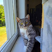 Grayclynn is registered to the contest to win money with this photo: animal, cat, cat_tree, cozy, curious, daylight, domestic, feline, fur, indoor, looking, nature_view, pet, resting, sunlight, tabby, whiskers, window, windowsill, yellow_eyes
