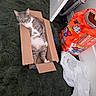 Grayclynn joined the competition — help win amazing prizes! cat, cardboard_box, carpet, gray_cat, white_cat, indoor, pet, relaxed, curious, gatorade_pack, plastic_bag, floor, door, home, animal, feline, box, clutter, resting, domestic