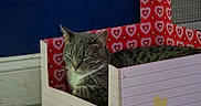 Grayclynn is registered to the contest to win money with this photo: cat, tabby_cat, cardboard_box, heart_pattern, indoor, carpet, blue_wall, relaxed, pet, feline, cozy, resting, cute, animal, home, floor, decor, cute_pet, domestic_cat, peaceful