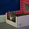 cat, tabby_cat, cardboard_box, heart_pattern, indoor, carpet, blue_wall, relaxed, pet, feline, cozy, resting, cute, animal, home, floor, decor, cute_pet, domestic_cat, peaceful