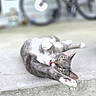 cat, gray_cat, white_cat, stretching, concrete_ledge, outdoor, bicycle, house, sidewalk, tongue_out, relaxed, pet, animal, daylight, front_yard, curious, playful, whiskers, paws, ears