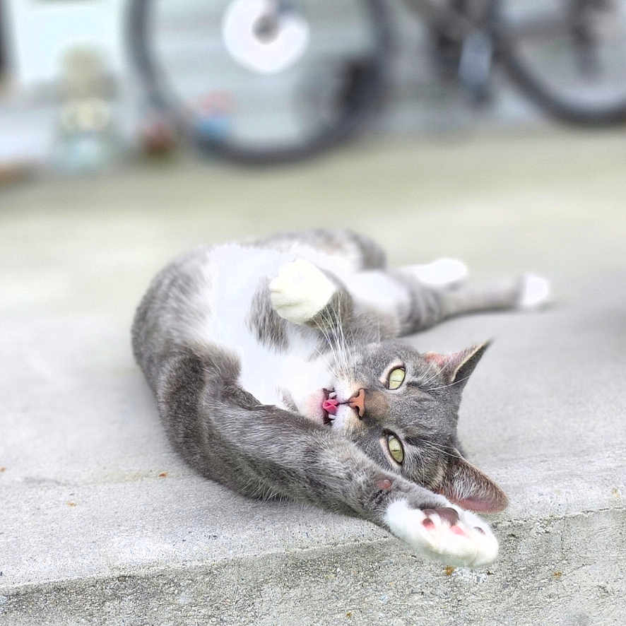 Grayclynn